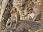 monkeys 2.JPG (111 KB)